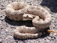 Good snake